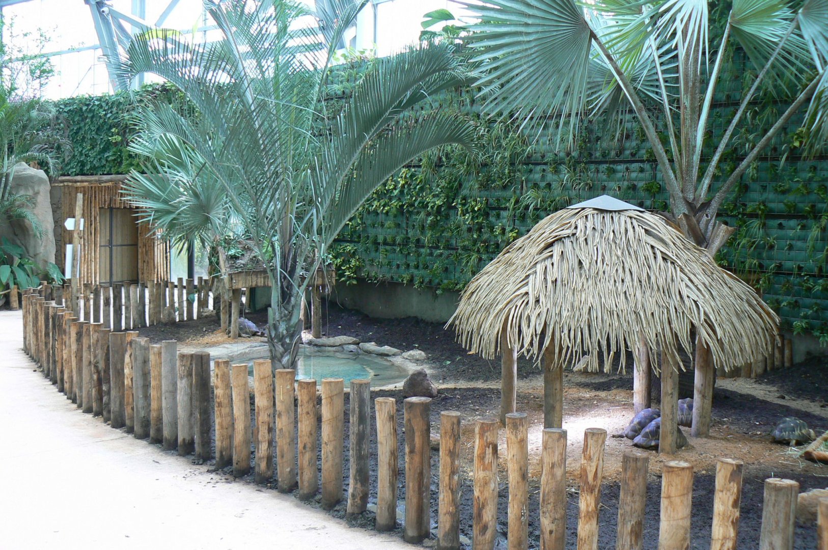 Tropical dome - Radiated tortoise exhibit