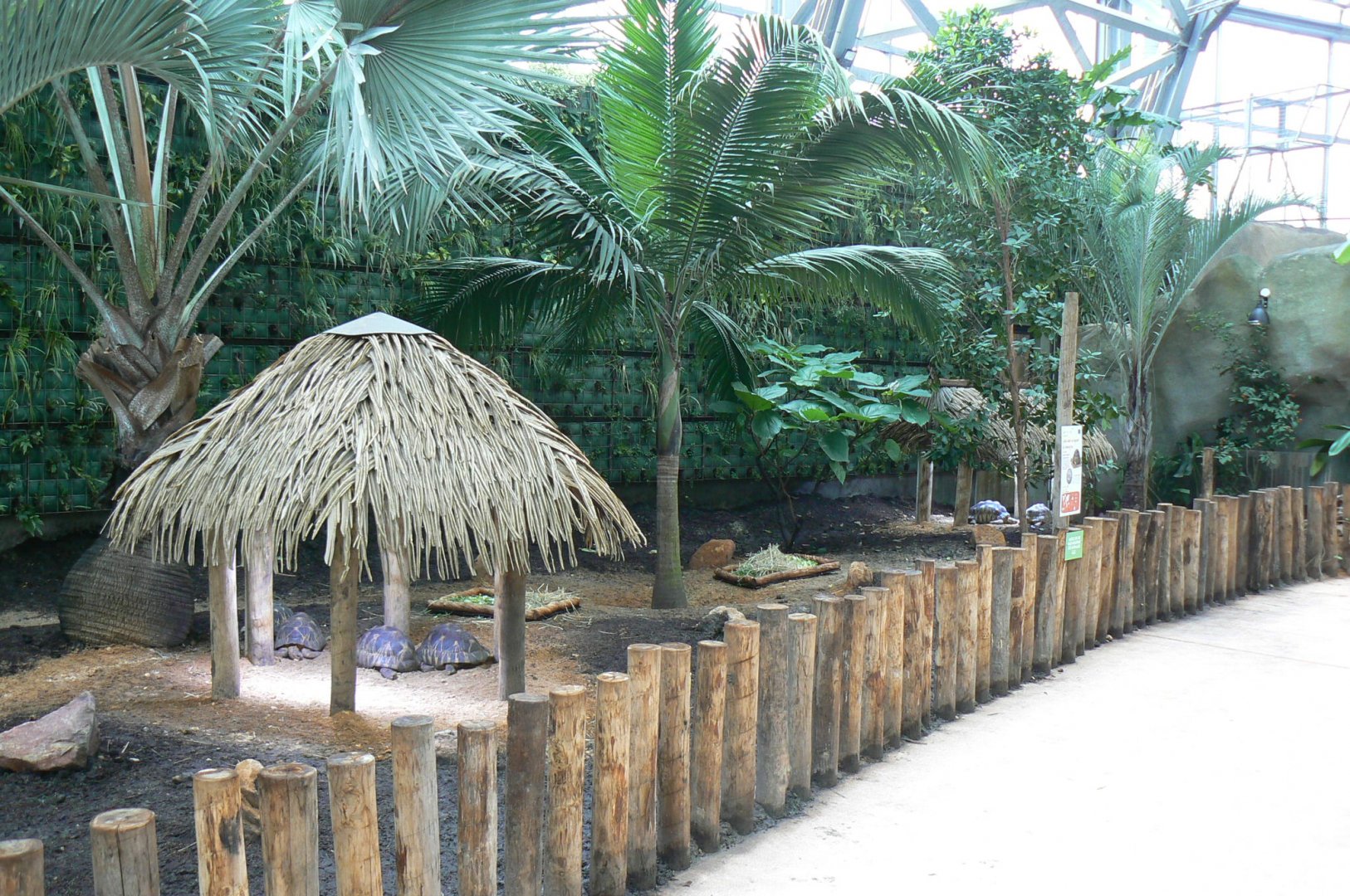 Tropical dome - Radiated tortoise exhibit