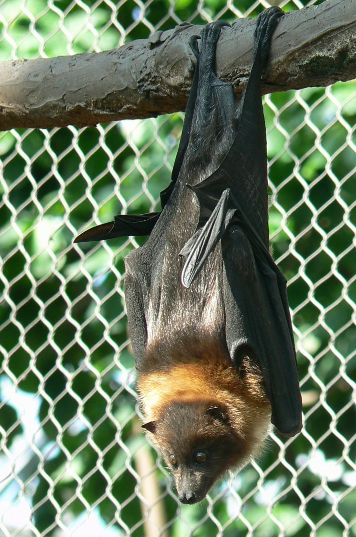 Tropical dome - Rodriguez flying foxe