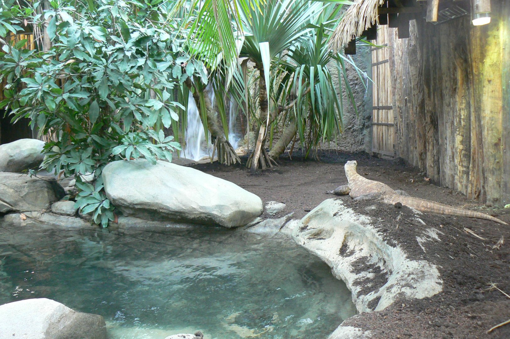 Tropical dome - Second komodo dragons exhibit
