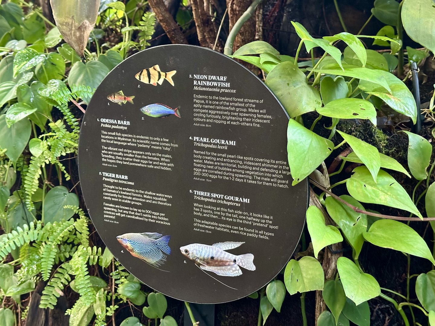 Tropical Dome - Species 1