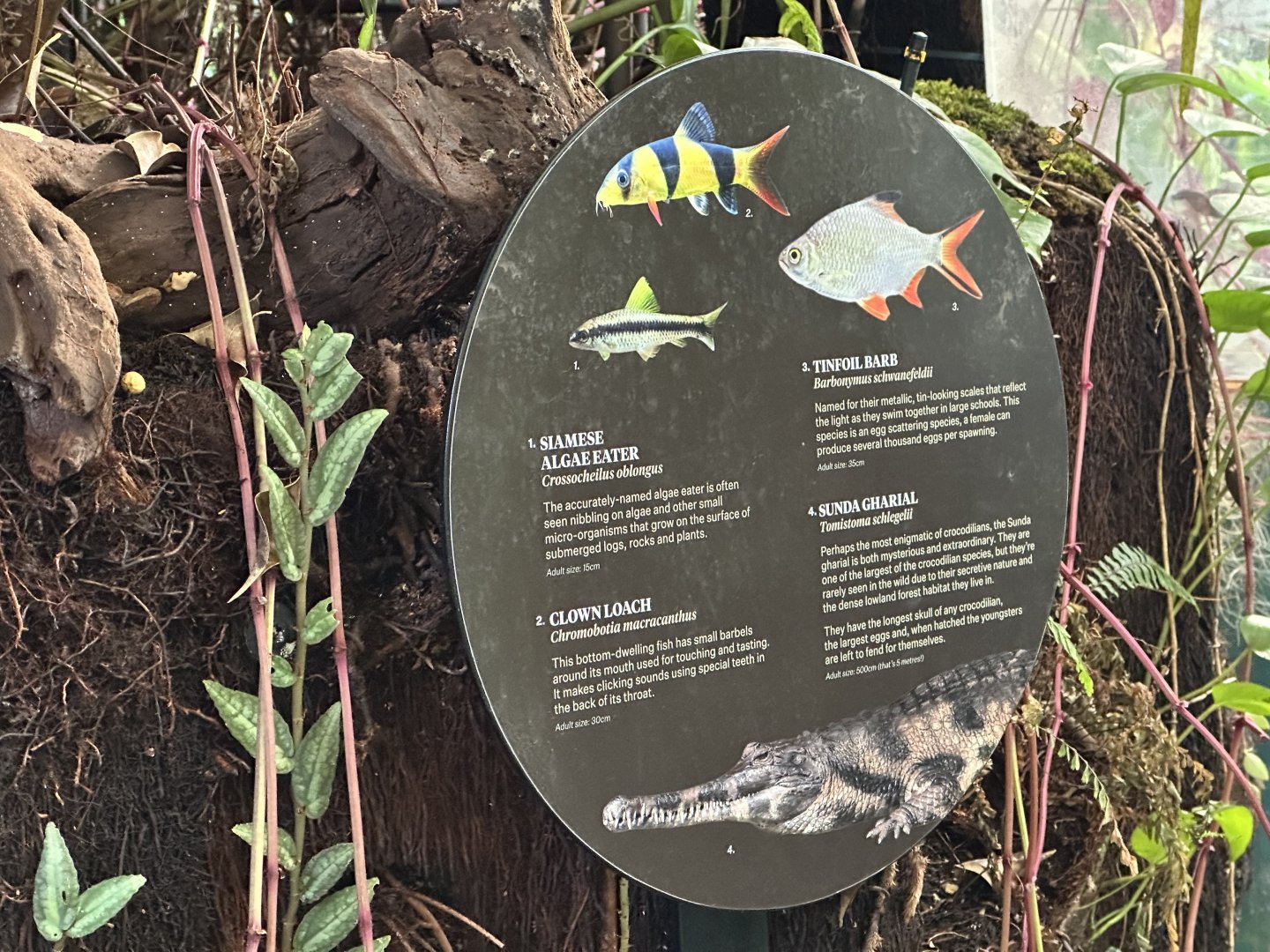 Tropical Dome - Species 2