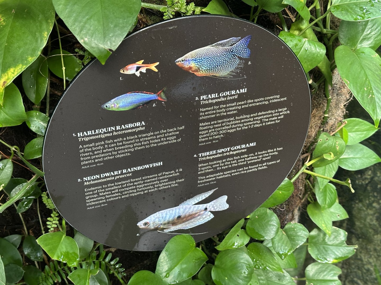 Tropical Dome - Species 3