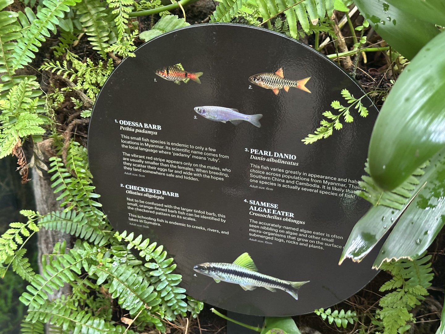 Tropical Dome - Species 4