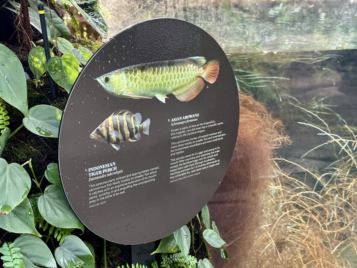 Tropical Dome - Species 5