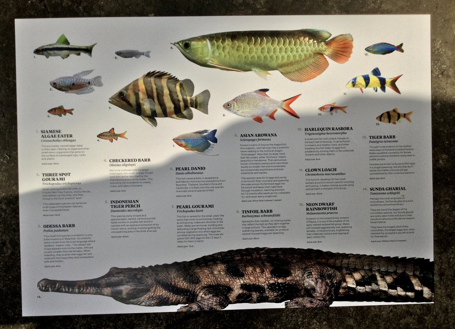 Tropical Dome - Species Board