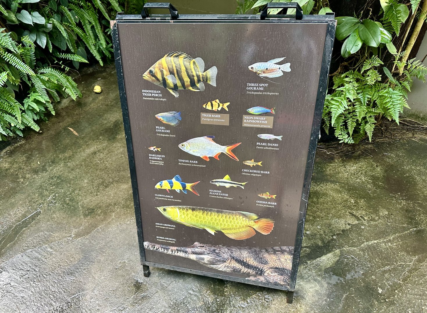 Tropical Dome - Species Board
