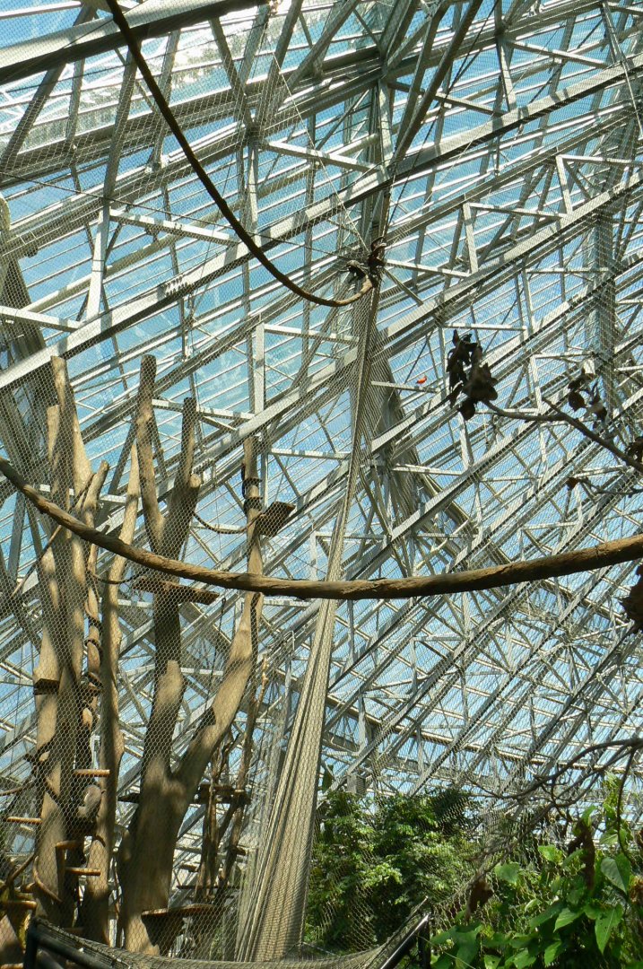 Tropical Dome - Spot Coconut crabs ?