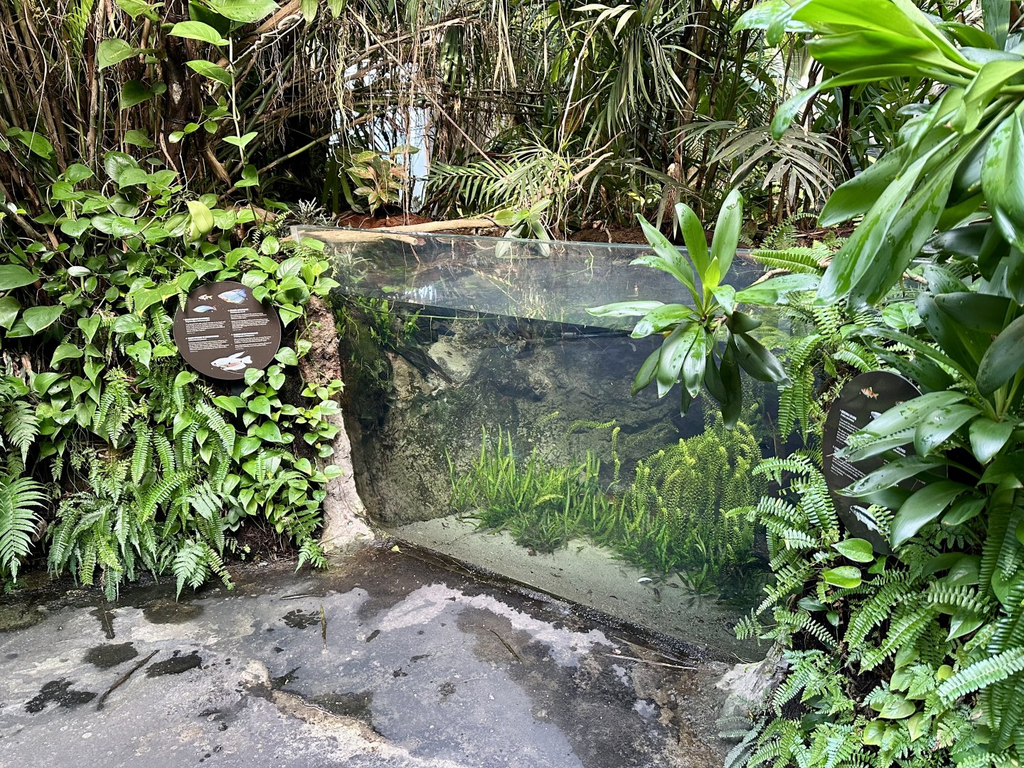 Tropical Dome - Viewing Window 1