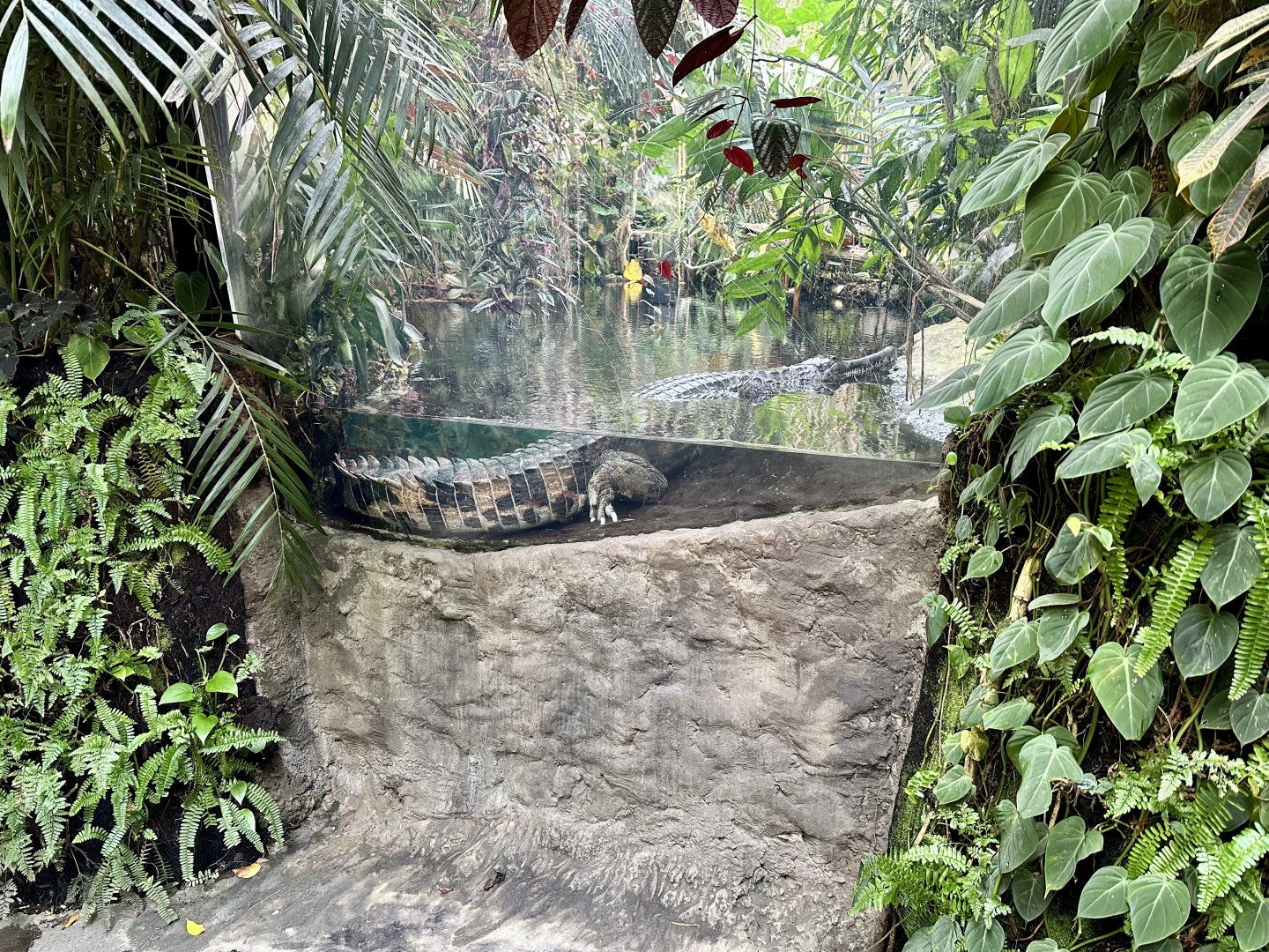 Tropical Dome - Viewing Window 2