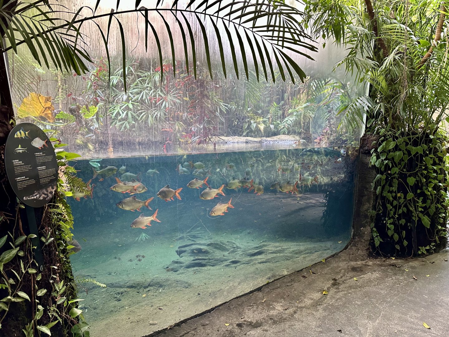 Tropical Dome - Viewing Window 3