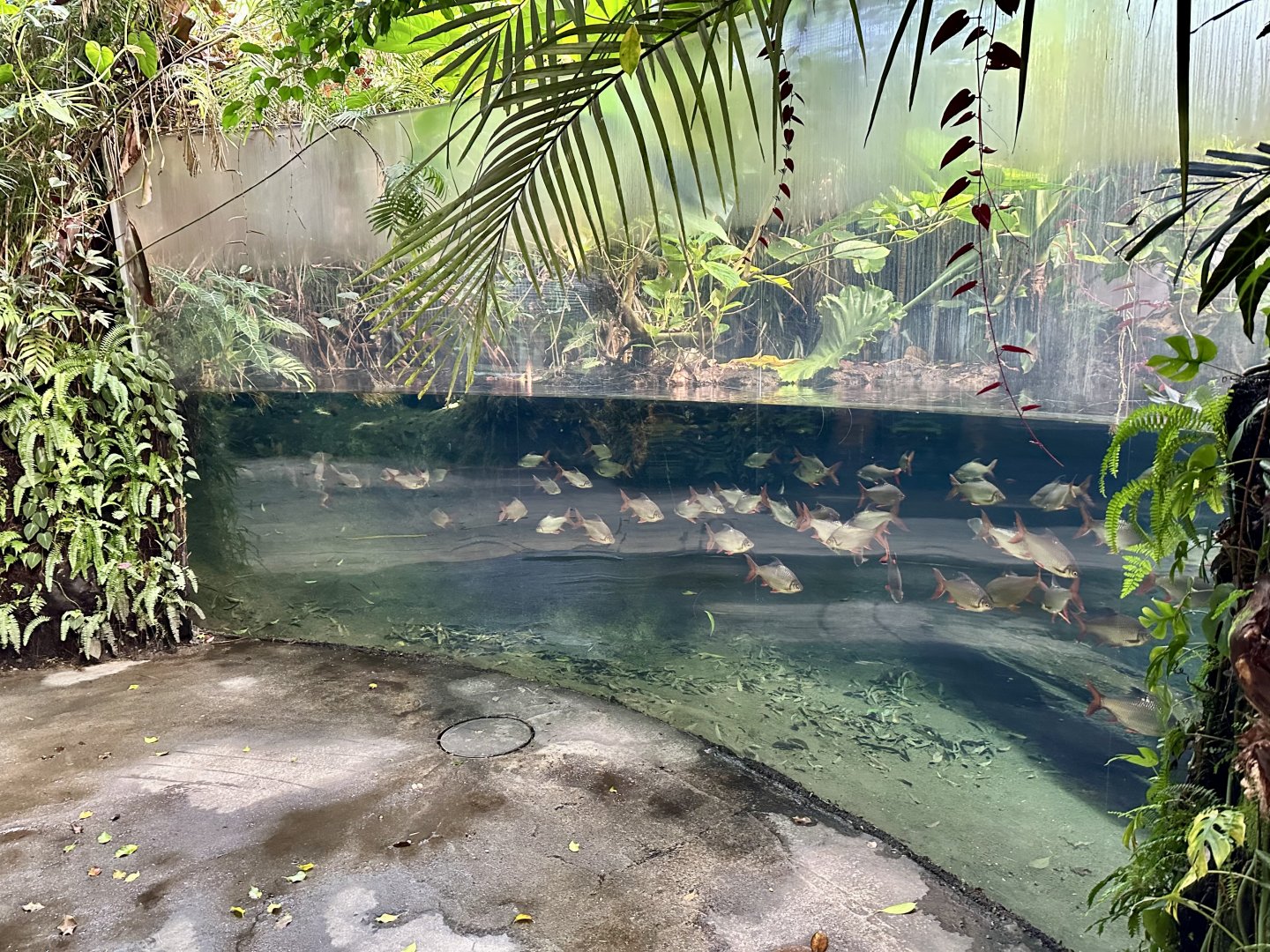 Tropical Dome - Viewing Window 4