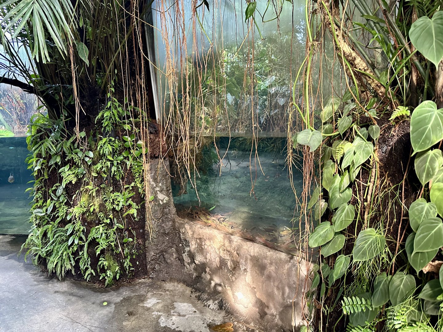 Tropical Dome - Viewing Window 5