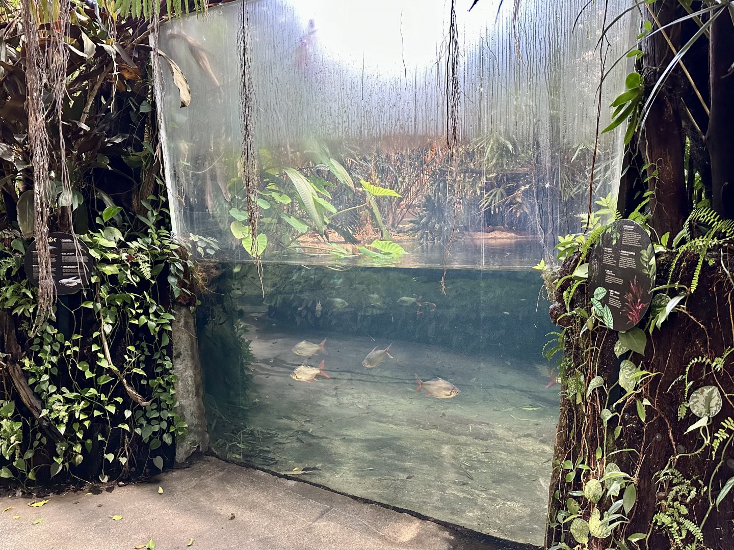 Tropical Dome - Viewing Window 6