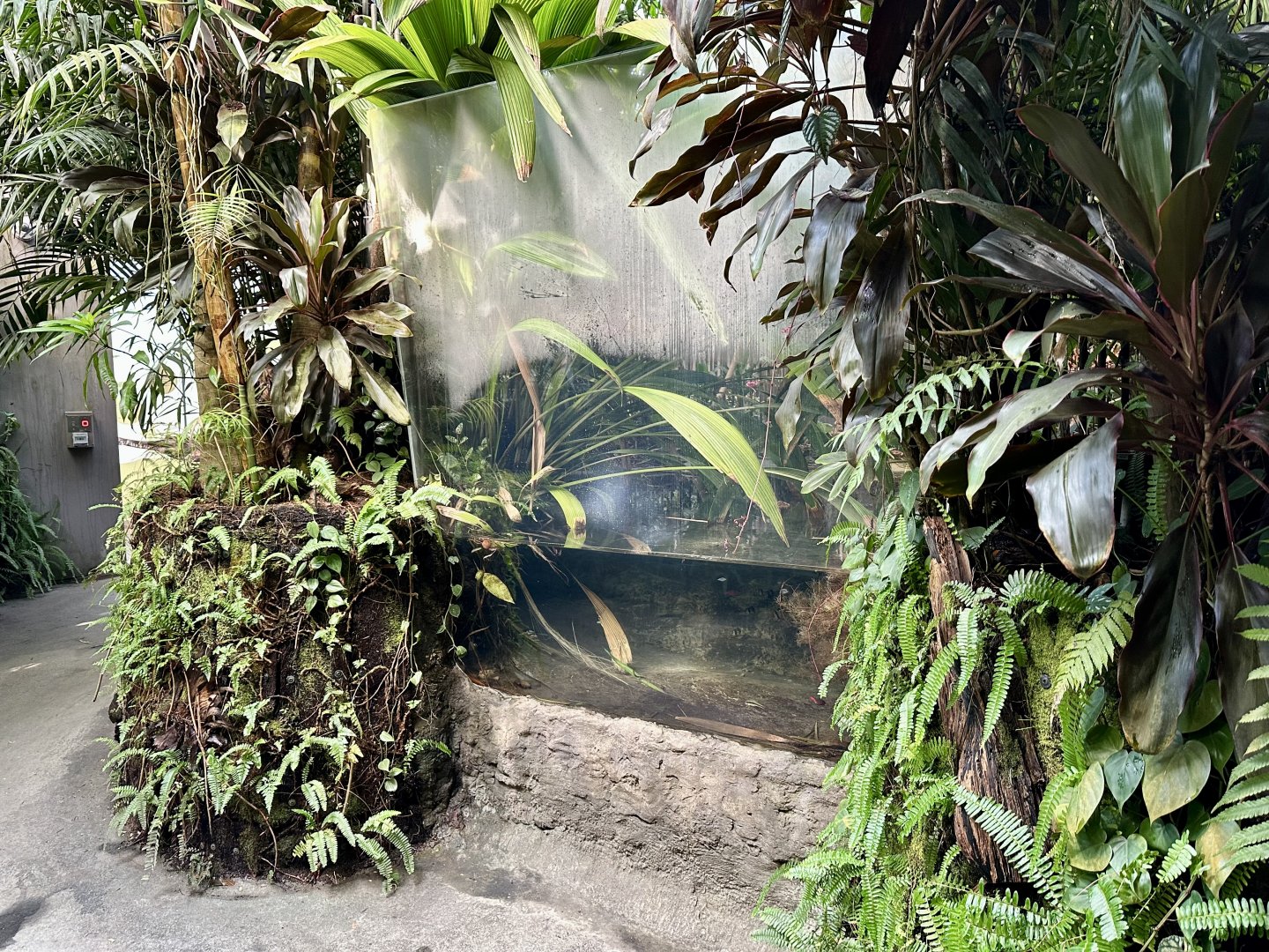 Tropical Dome - Viewing Window 8