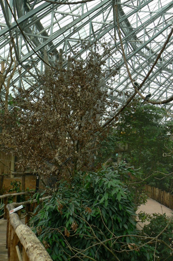 Tropical dome - Walkthrough aviary for Aldabra giant tortoises, rodriguez fruit bats and birds