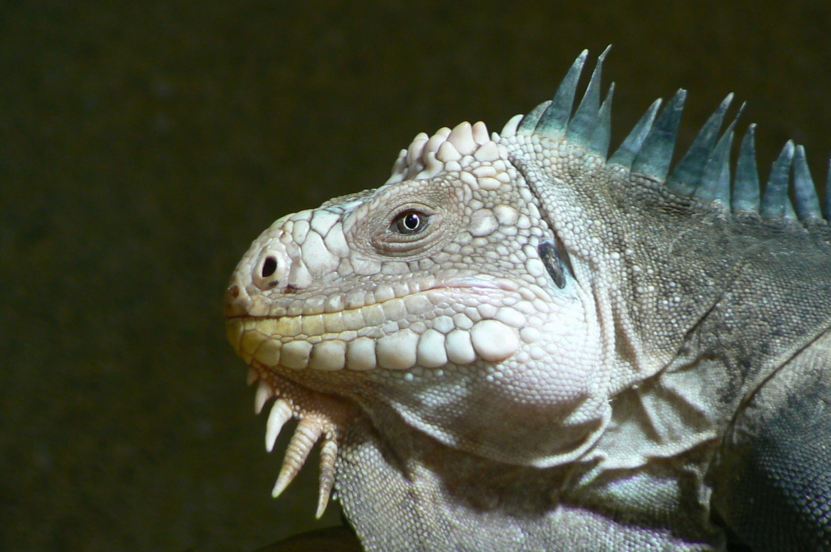 Tropical dome - West indian iguana