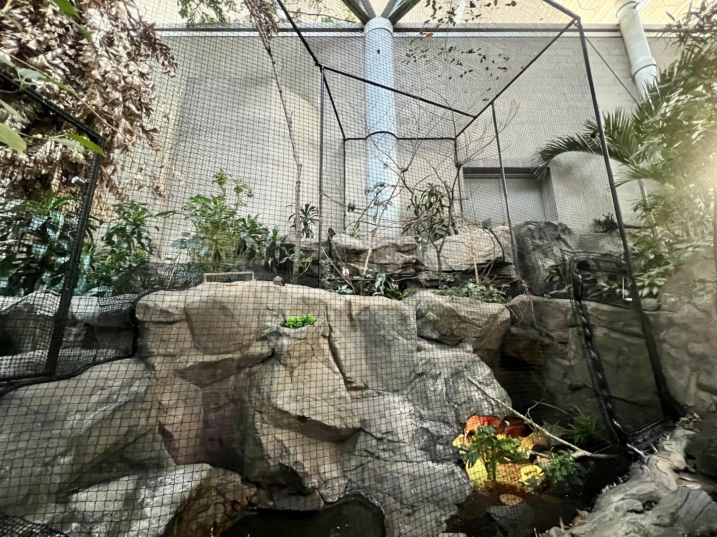 Tropical Dove Aviary