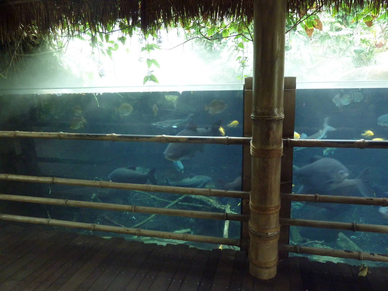 Tropical Encounters - Amazon Fish Tank