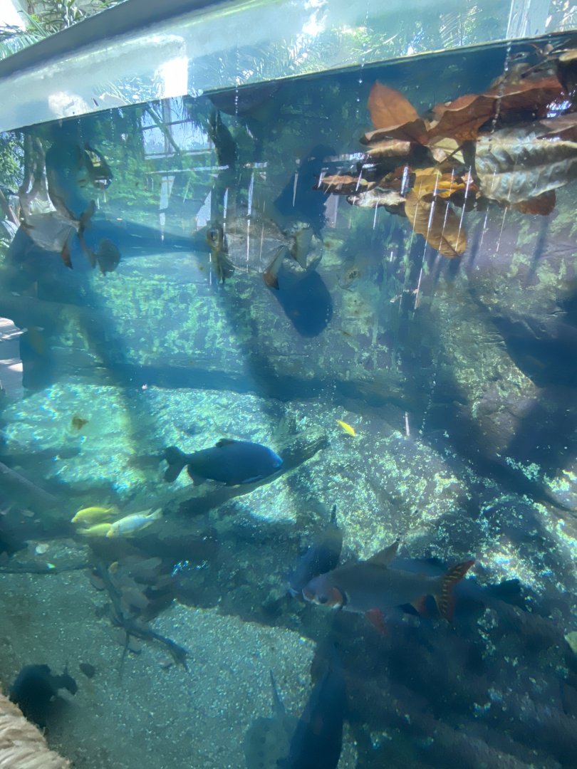 Tropical encounters- Amazon flooded forest tank