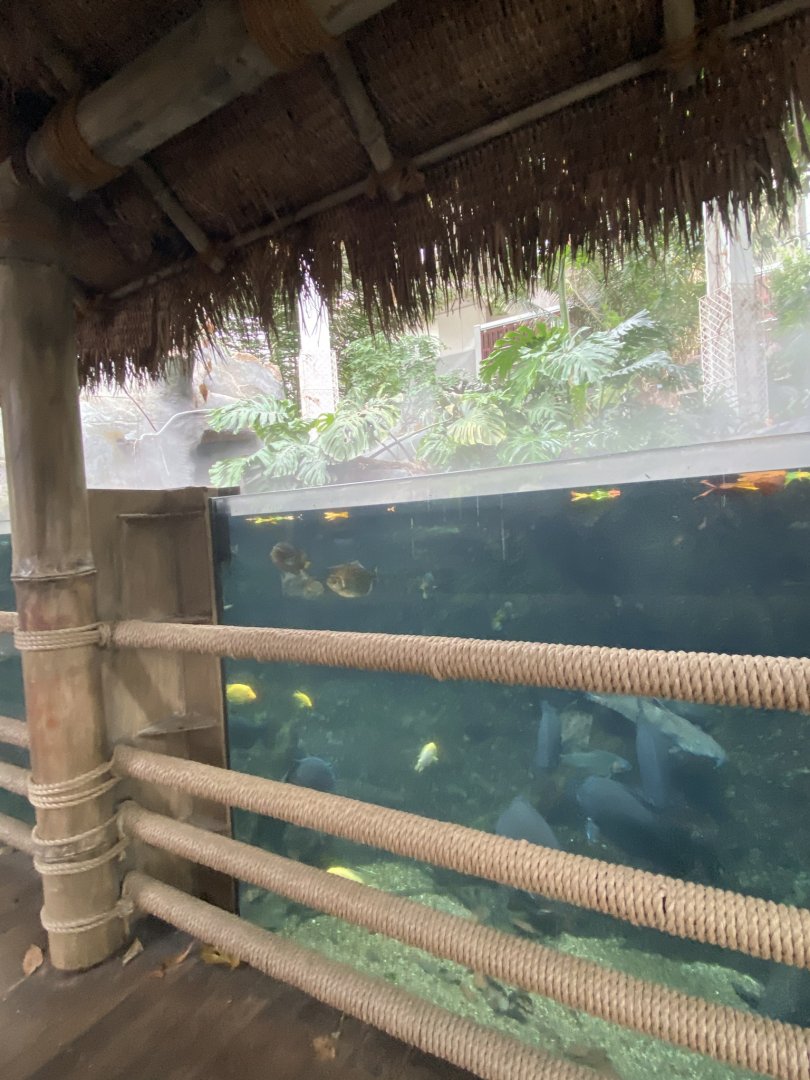 Tropical encounters- Amazon flooded forest tank