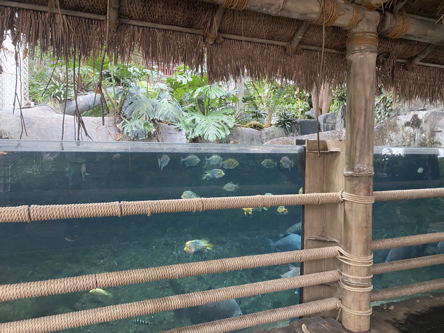 Tropical Encounters - Amazon Flooded Forest Tank