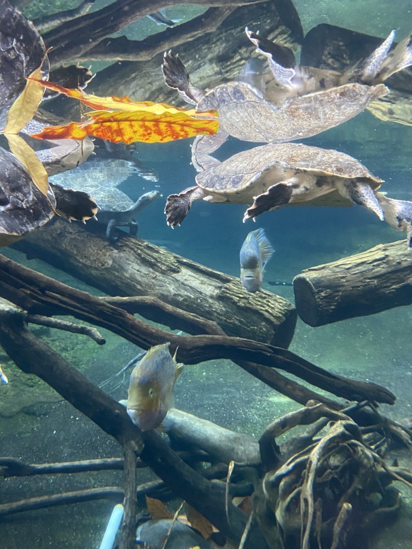 Tropical encounters- Amazon river tank