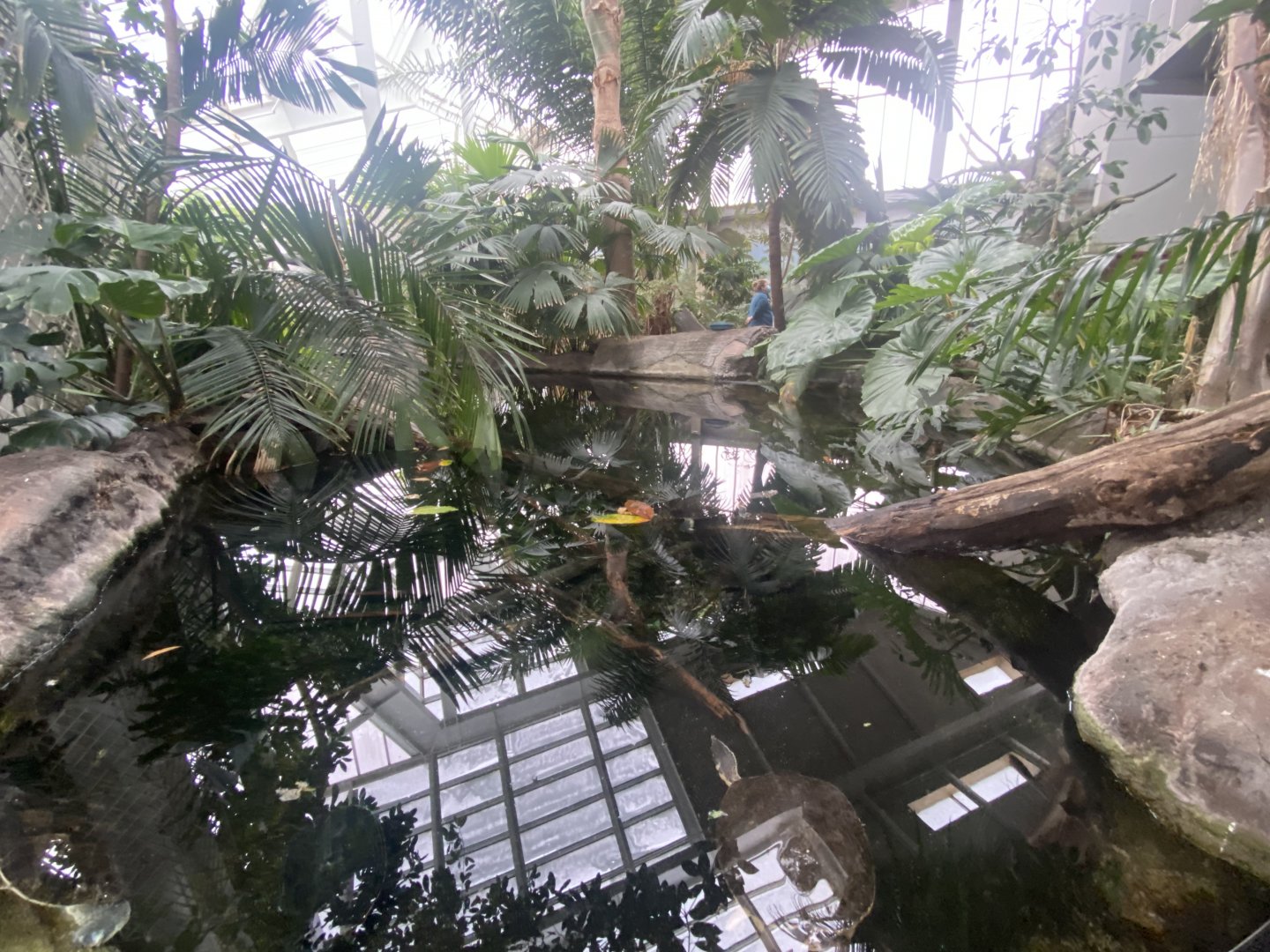 Tropical Encounters - Amazon River Tank