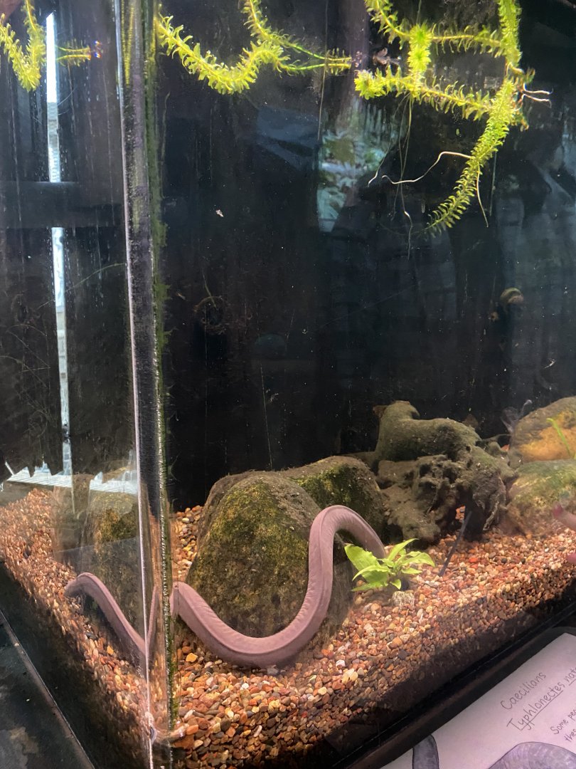 Tropical Encounters - Aquatic Caecilian Tank