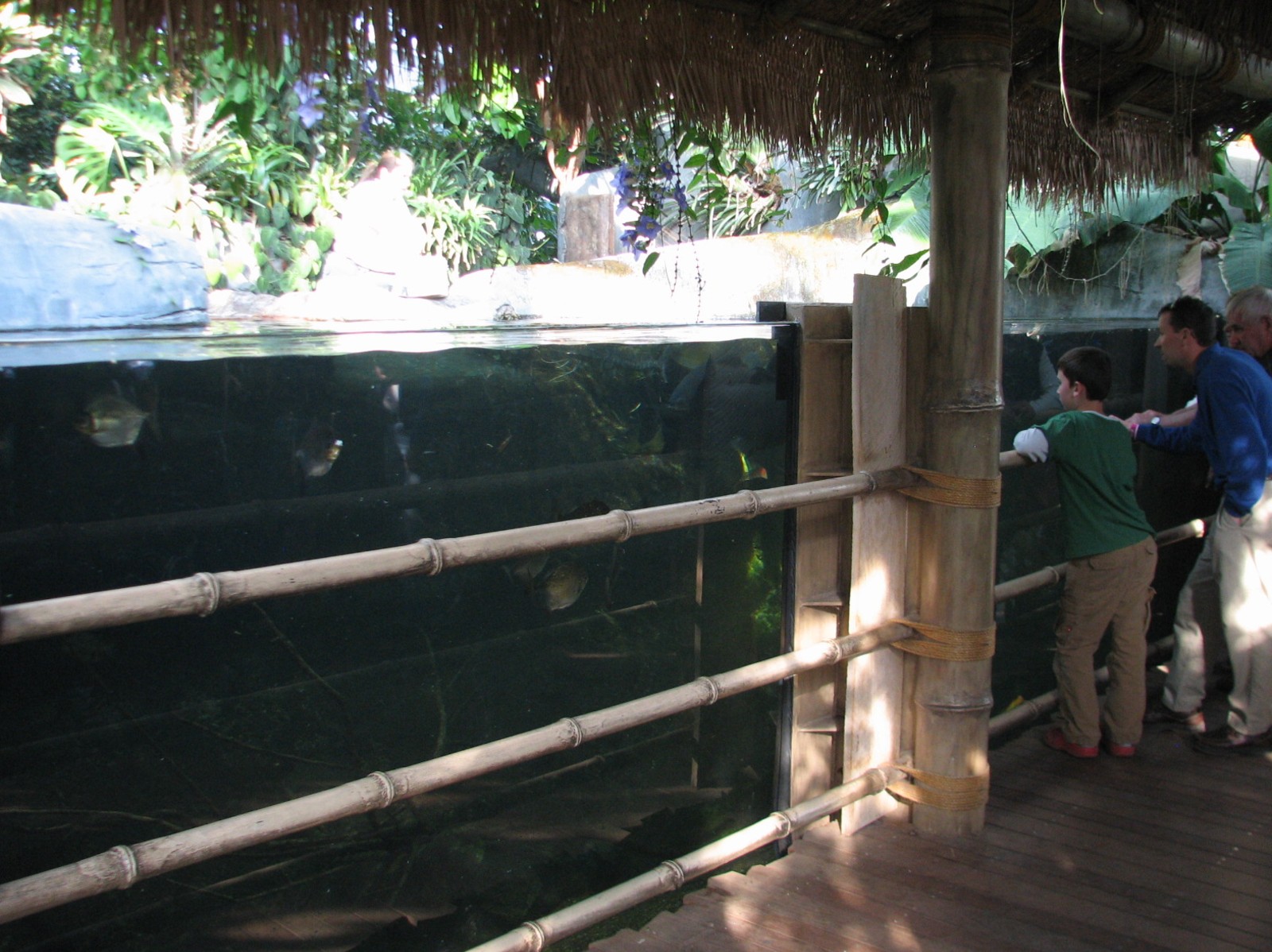 Tropical Encounters - Arowana, Pacu, and Arapaima Exhibit