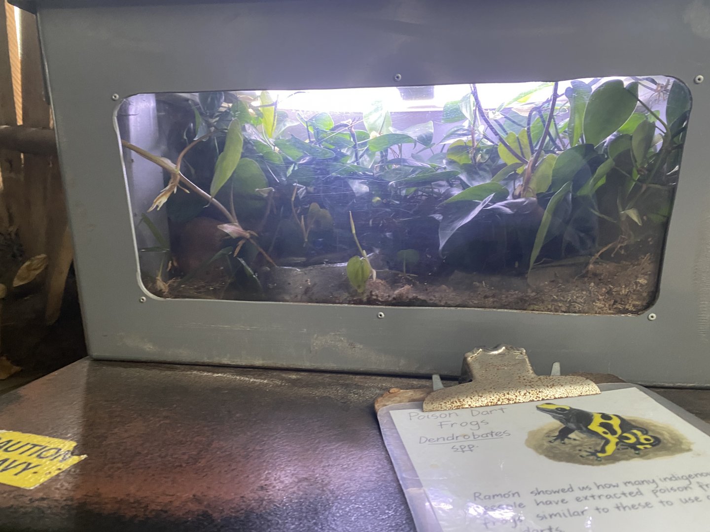 Tropical Encounters - Blue Poison Dart Frog/Yellow-Banded Poison Dart Frog Terrarium