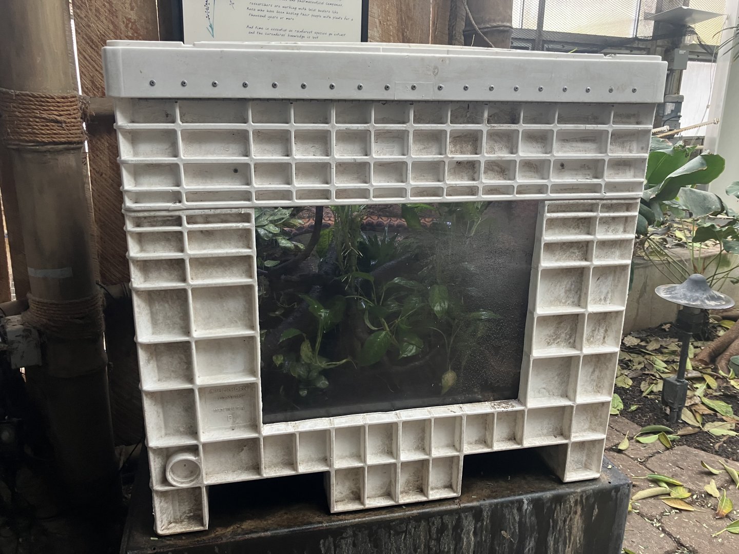 Tropical Encounters - Brazilian Rainbow Boa/Amazon Milky Frog Terrarium