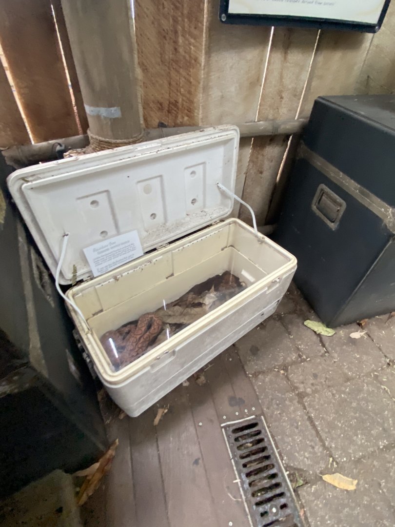 Tropical encounters- Brazilian rainbow boa terrarium