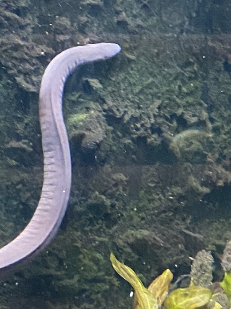Tropical encounters- caecilian