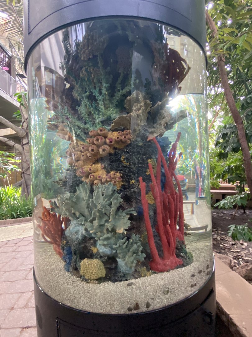 Tropical encounters- coral reef tank