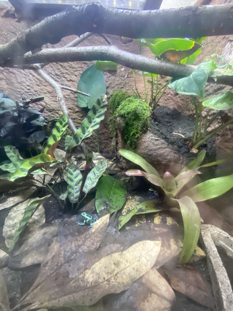 Tropical encounters- dyeing poison dart frog & green & black poison dart frog terrarium