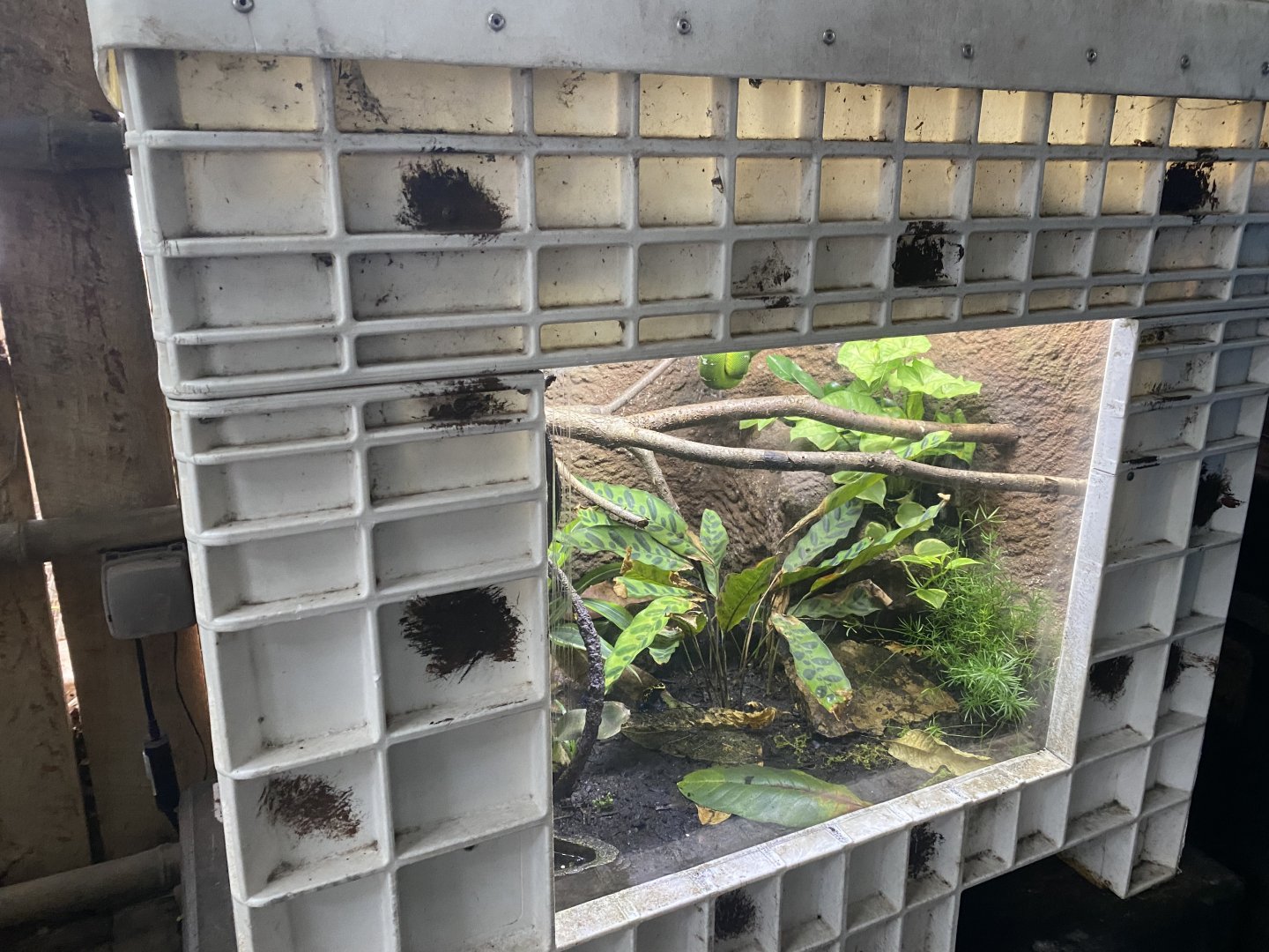 Tropical Encounters - Emerald Tree Boa/Dyeing Poison Dart Frog/Green & Black Poison Dart Frog Terrarium