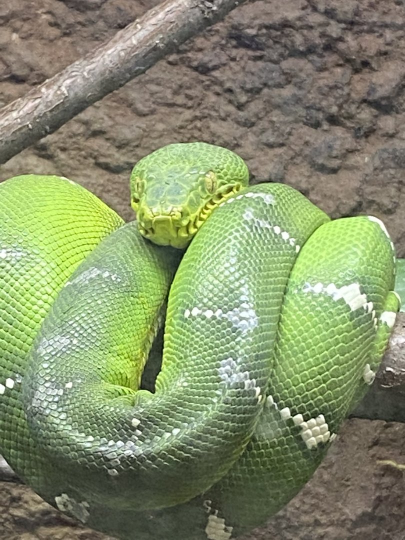 Tropical encounters- emerald tree boa