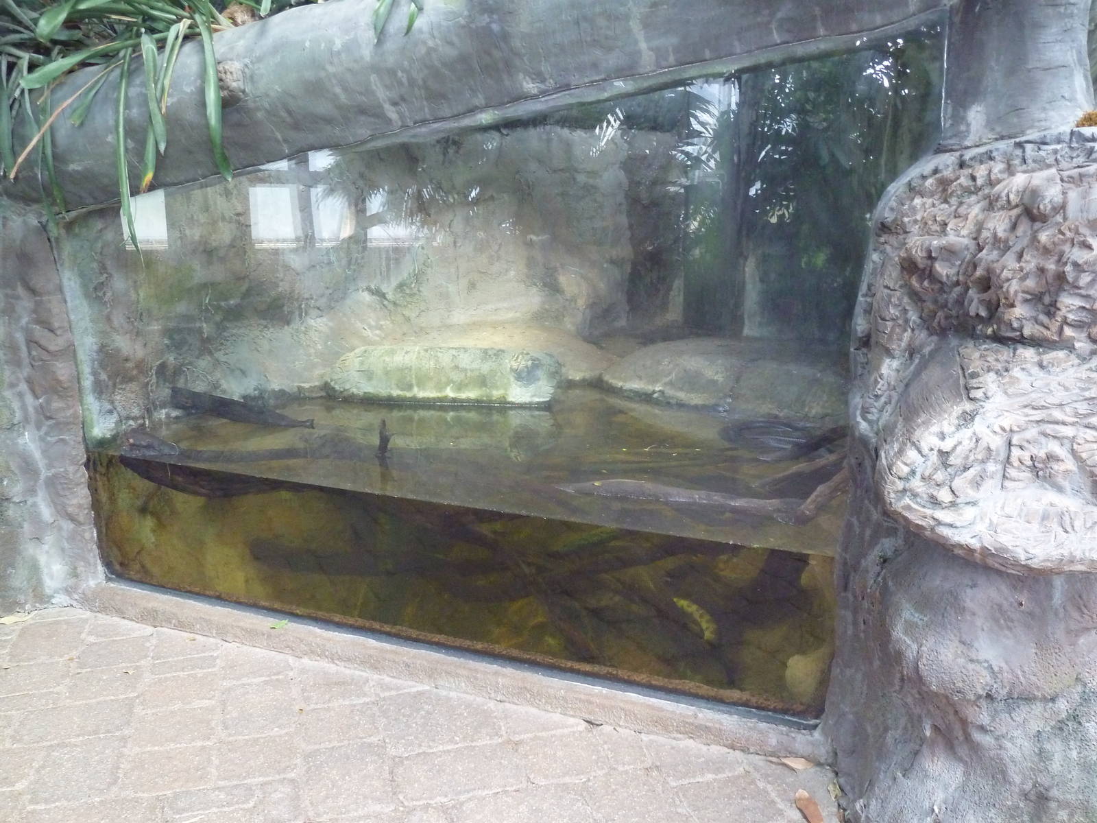 Tropical Encounters - Green Anaconda Exhibit