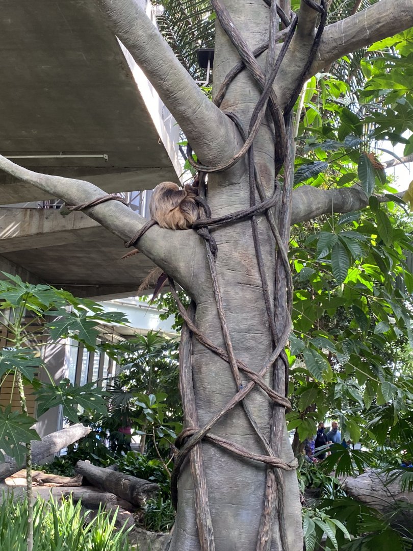 Tropical encounters- Hoffman’s two toed sloth tree
