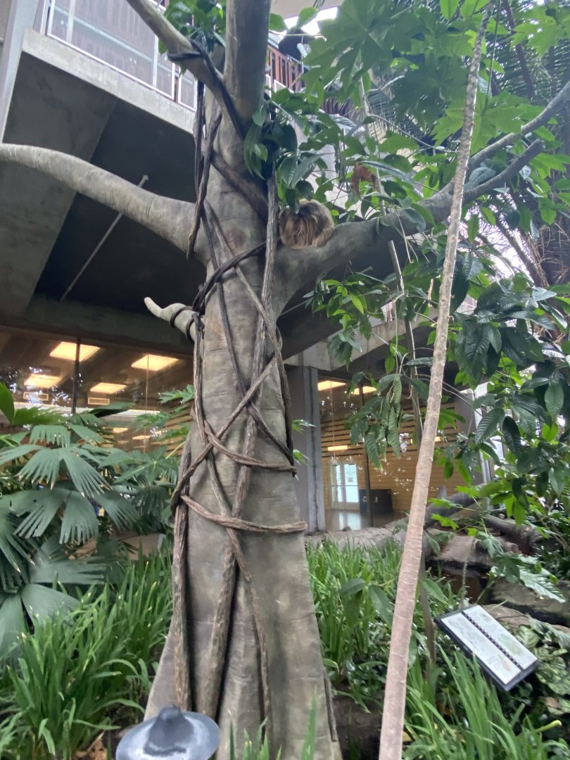 Tropical encounters- Hoffman’s two toed sloth tree