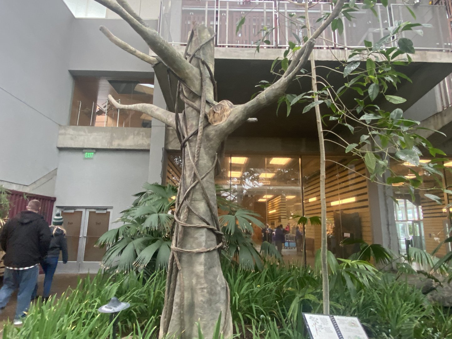 Tropical Encounters - Hoffman’s Two-Toed Sloth Tree