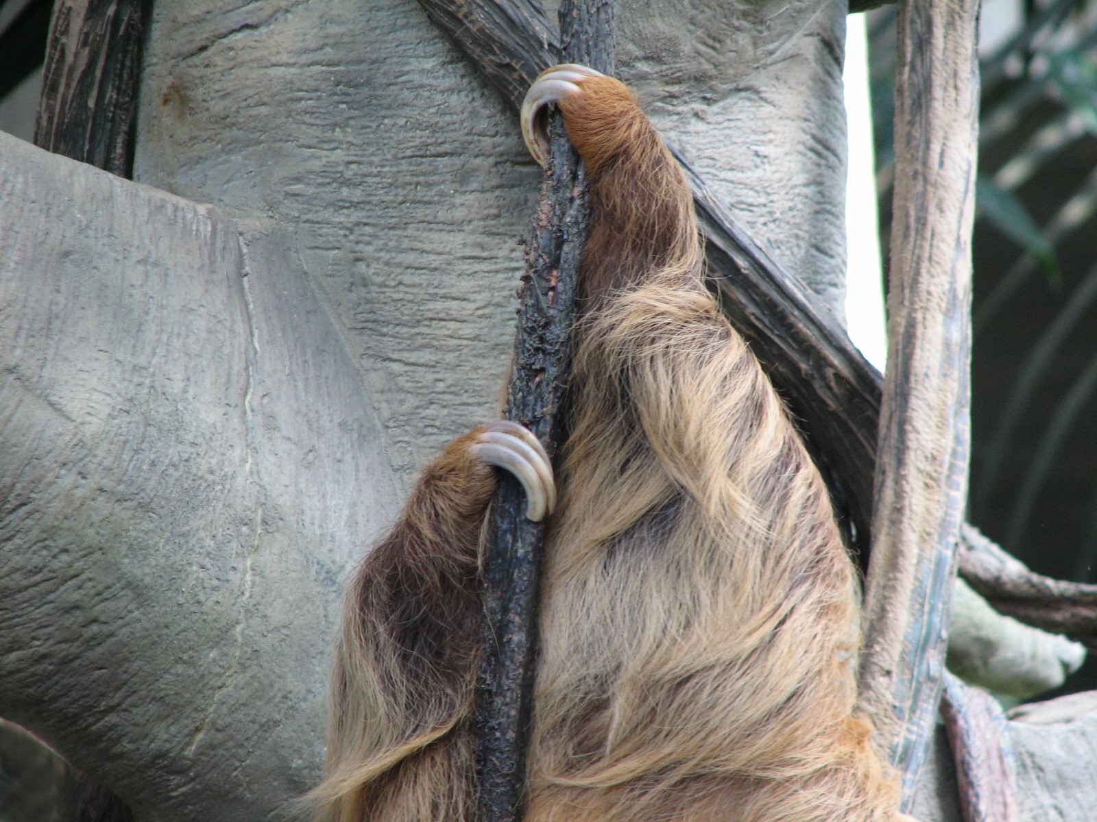 Tropical Encounters - Hoffmans Two-toed Sloth