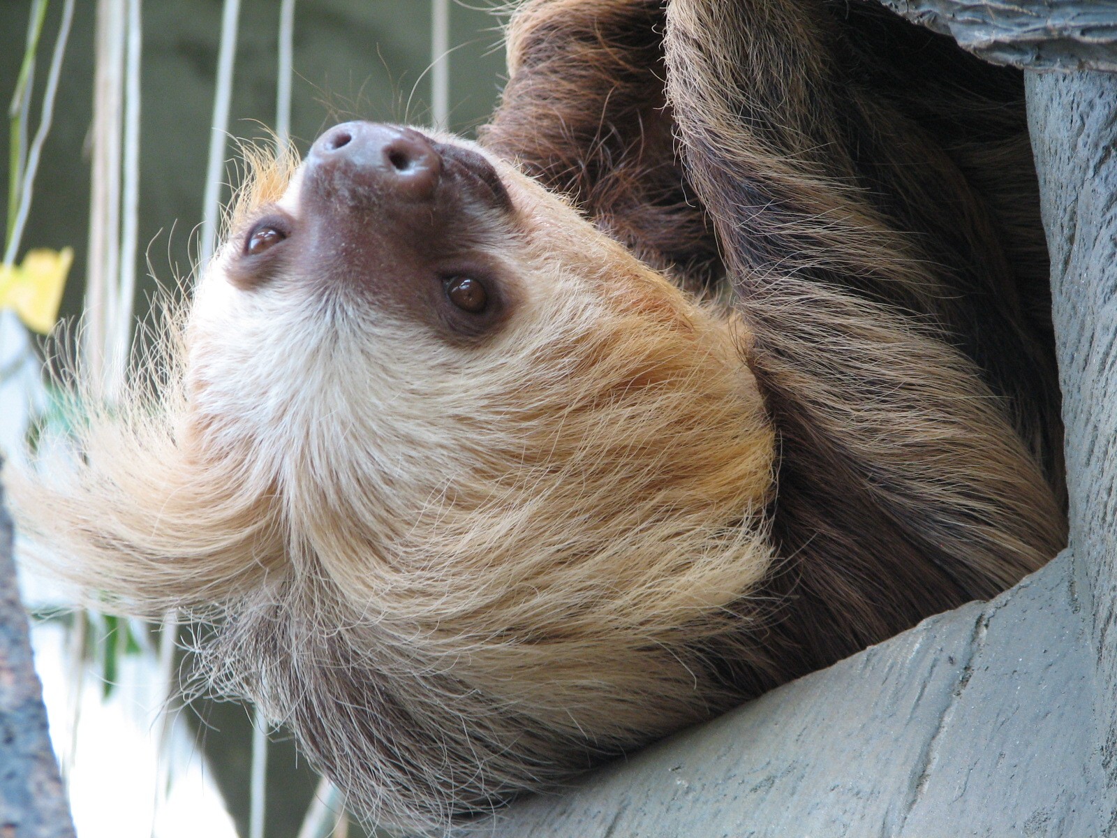 Tropical Encounters - Hoffmans Two-toed Sloth