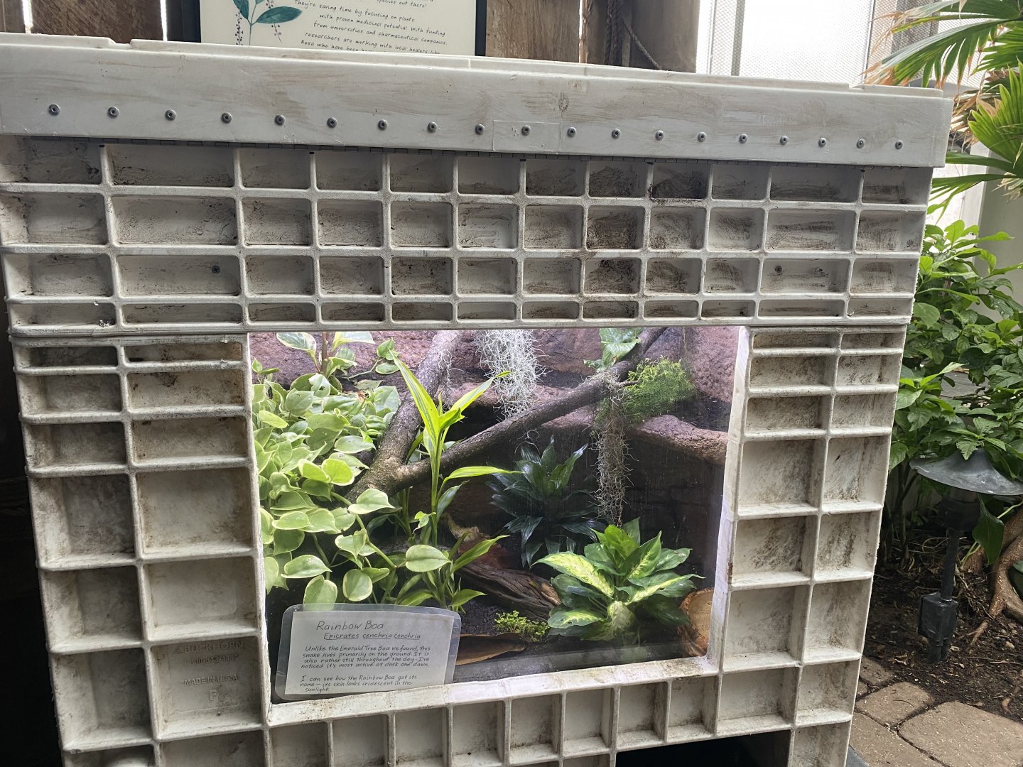 Tropical Encounters - New Brazilian Rainbow Boa Terrarium