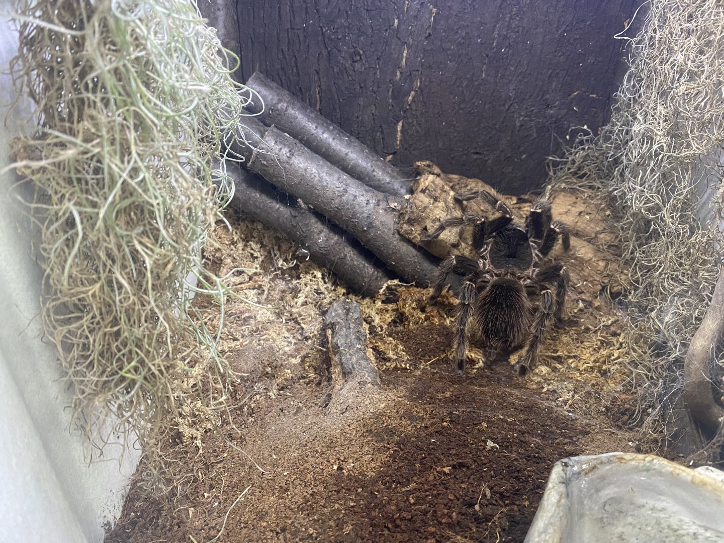 Tropical Encounters - New Chilean Rose-Haired Tarantula Terrariums