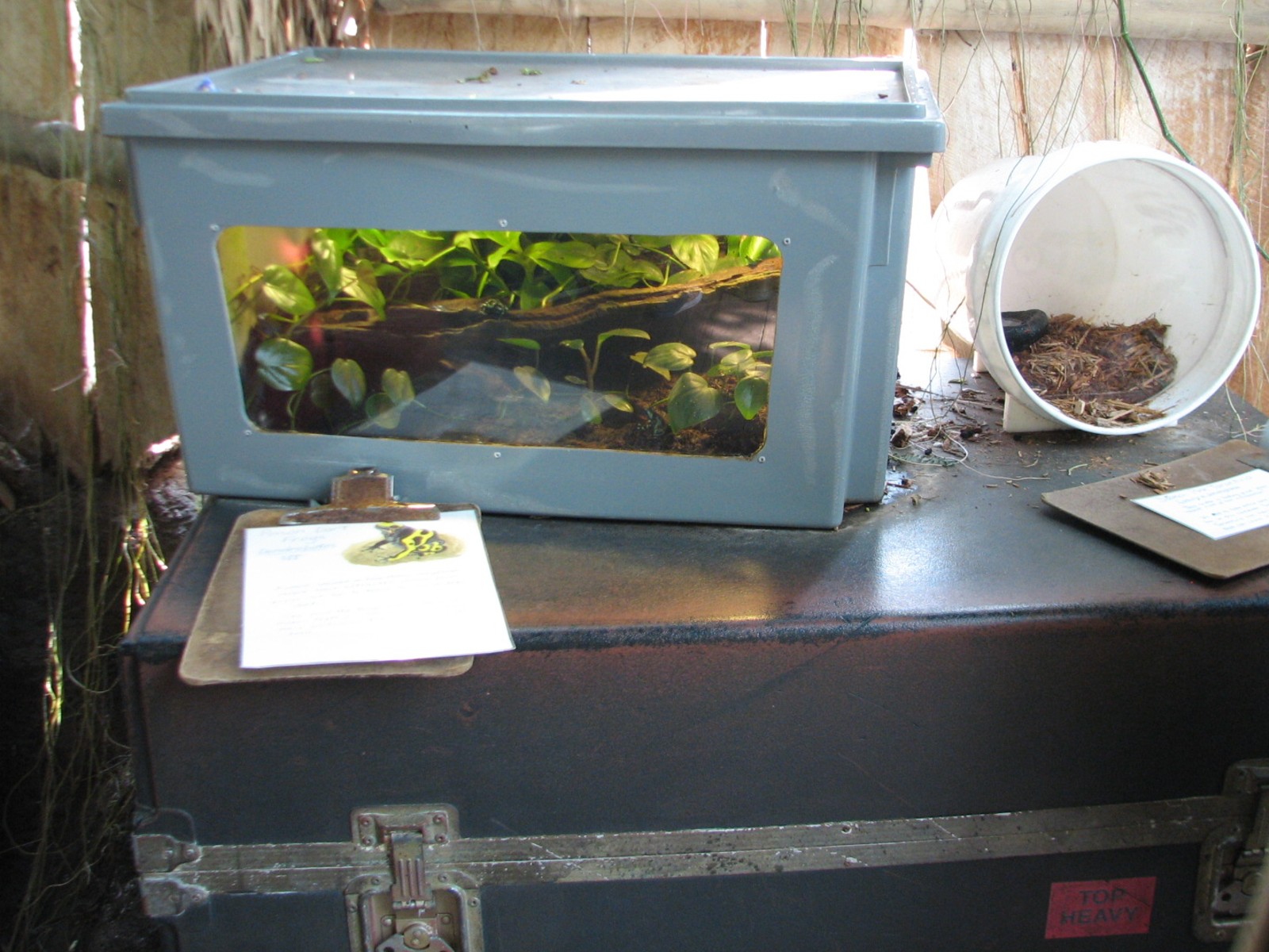 Tropical Encounters - Poison Dart Frog and Salmon Pink Tarantula Exhibits