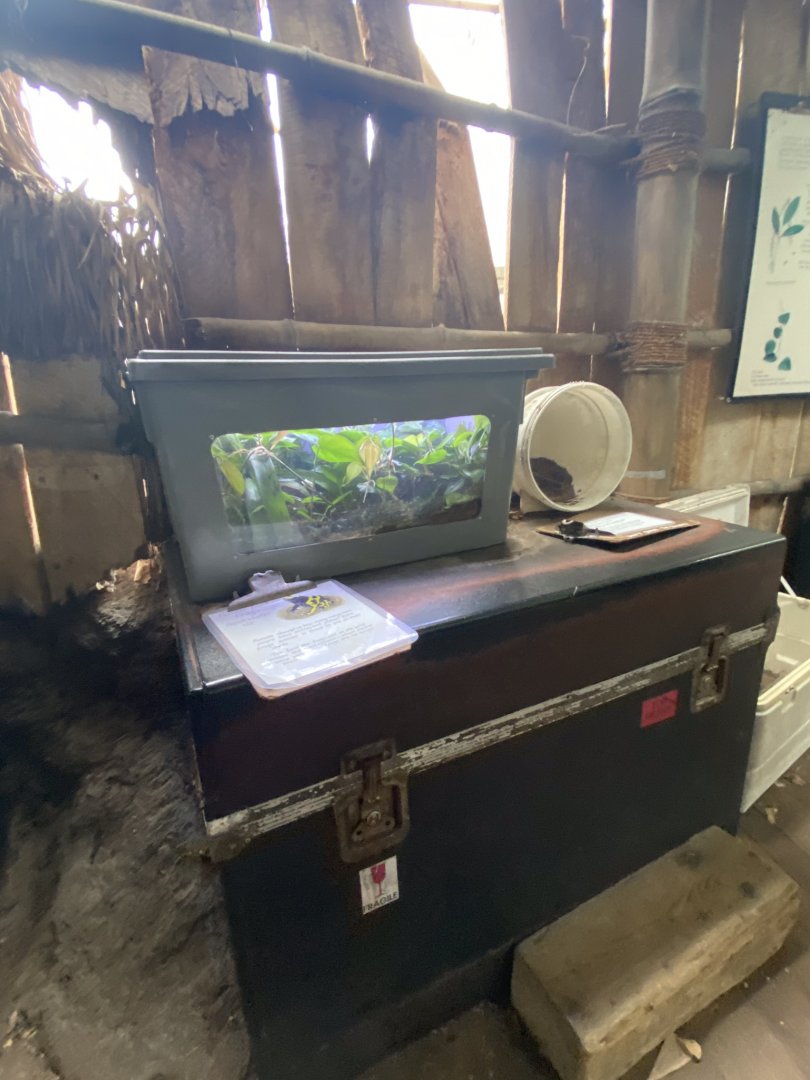 Tropical encounters- Poison dart frog & red kneed tarantula terrariums