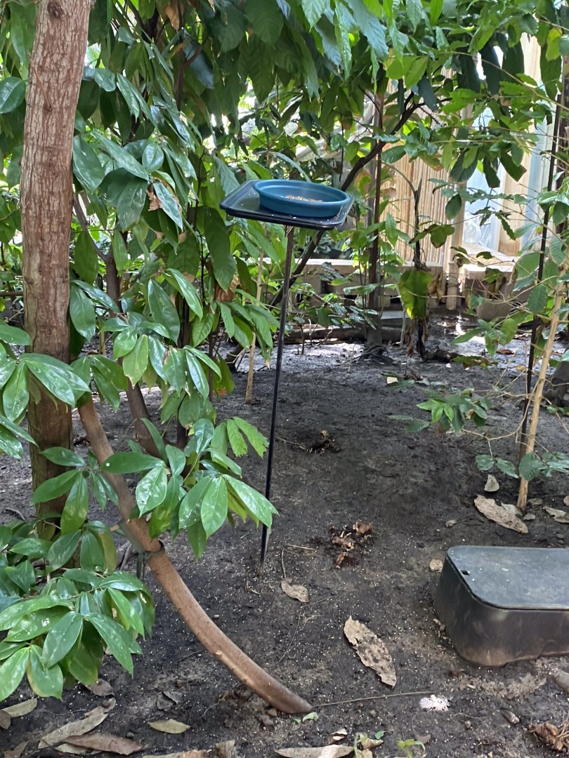 Tropical encounters- Red footed tortoise exhibit