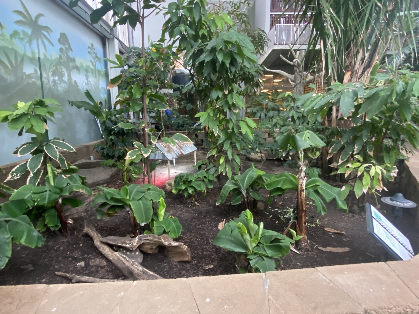 Tropical Encounters - Red-Footed Tortoise Exhibit